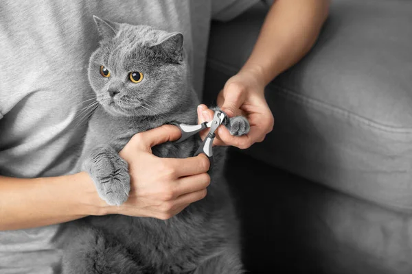The veterinarian trims the nails of a British breed cat. Animal care, cat care, nail trimming. The girl cuts the claws of a gray cat close-up. Tool for cutting the claws of animals in the hands.
