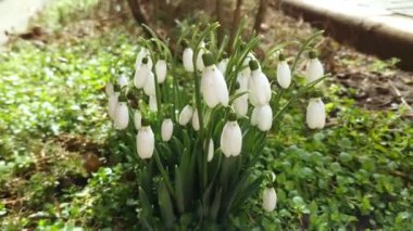 Bloomed snowdrops sway in the wind close-up. The wind blows on the flowers of snowdrops. 