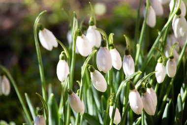 Blooming snowdrops with water drops in the sun. Snowdrop flowers in the forest. First spring flowers. Galanthus nivalis.