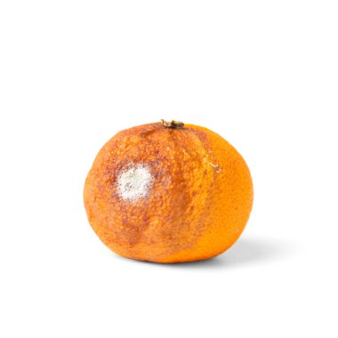 Beyaz arka planda izole edilmiş mandalina. Küflü narenciye meyvesi. Yemekler buzdolabında unutuldu. Biyolojik çözünür gıda atıkları. Yakın plan..