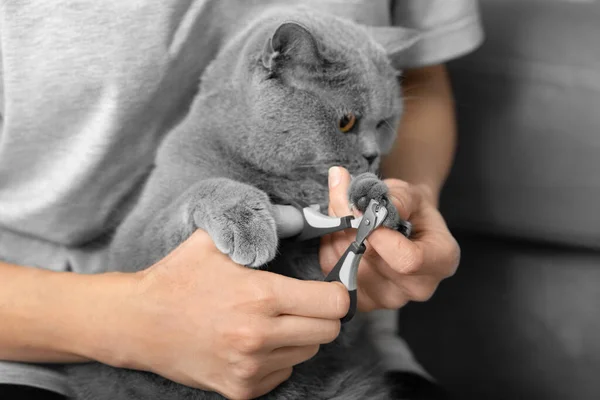 Cat Nail Trimming Veterinarian Trims Nails British Breed Cat Pet — Stock Photo, Image