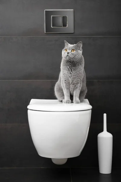 純血種の英国の灰色の猫がバスルームの白いトイレのボウルに座っています — ストック写真