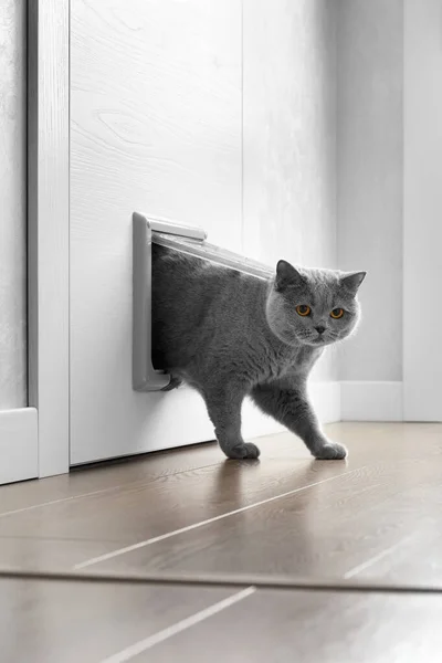 A British gray cat walks through a cat flap, cat hatch installed in a door and looks into the camera, a cat door in an apartment interior.