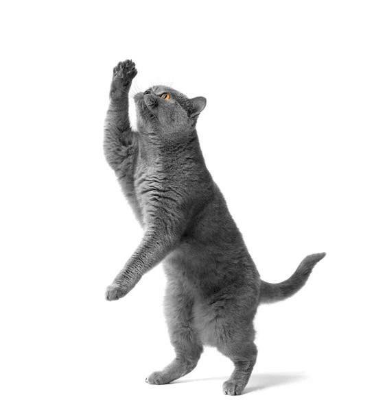 British Blue Cat Stands Its Hind Legs Reaches Treat Hands — Stockfoto