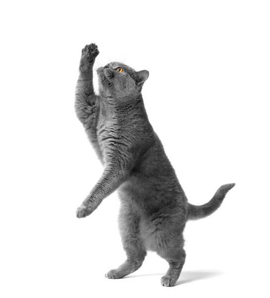 British blue cat stands on its hind legs and reaches for a treat in the hands of a person on a white background. A beautiful purebred gray cat takes a treat from a girl's hand on isolation.