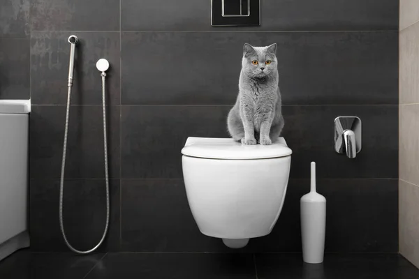 Renrasig Brittisk Grå Katt Sitter Vit Toalettskål Badrummet — Stockfoto