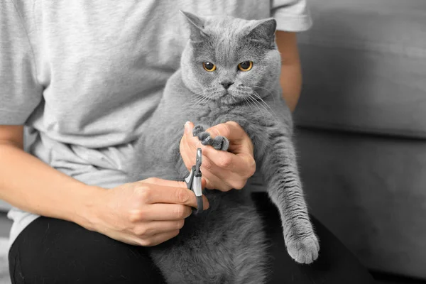 Kattnagelklippning Veterinären Trimmar Naglarna Brittisk Katt Sällskapsdjur Vård Flickan Klipper — Stockfoto