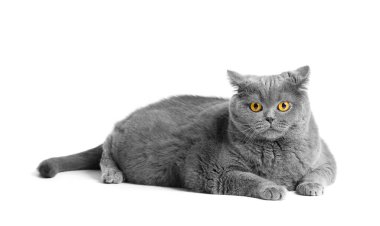 A fat shorthair cat with big red eyes lies on a white background. Animal obesity. British cat on a white background. A large fat cat of the British breed lies and looks in surprise