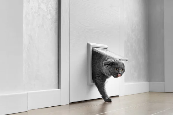Brittisk Grå Katt Går Genom Katt Flik Katt Lucka Installerad — Stockfoto