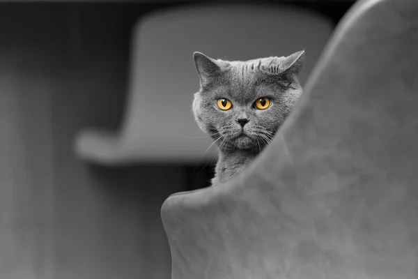 英国灰猫坐在椅子上 看着摄像机 这是一只黄眼睛的纯正灰猫的画像 — 图库照片