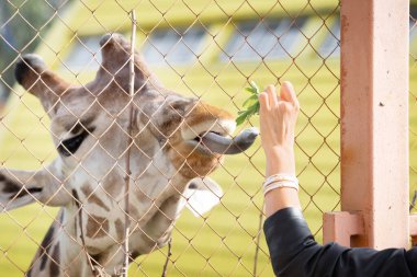 Bir zürafayı besleyen hayvanat bahçesindeki bir zürafa yeşil bir yaprak için diliyle uzanır. Bir kızın eli ve bir zürafanın kafası..