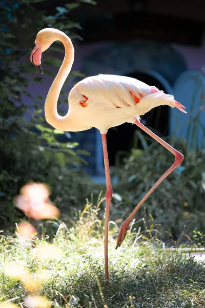 A pink flamingo stands on one leg outdoors against a backdrop of green trees and grass in the sun. Flamingo in full growth on a green landscape.