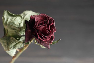 Dried rose flower on a black background. Close-up of a dead red rose. The concept of loneliness or age. Sadness, unhappy love.