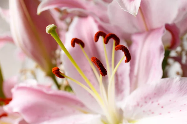 Ανθισμένο Ροζ Λουλούδι Κρίνου Από Κοντά Φόντο Ανθισμένη Μακροφωτογραφία Κρίνου — Φωτογραφία Αρχείου