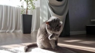 İngiliz gri kedisi kendini yıkıyor. Oturma odasında halıda oturuyor. Ağır çekimde, hayvan hijyeni..