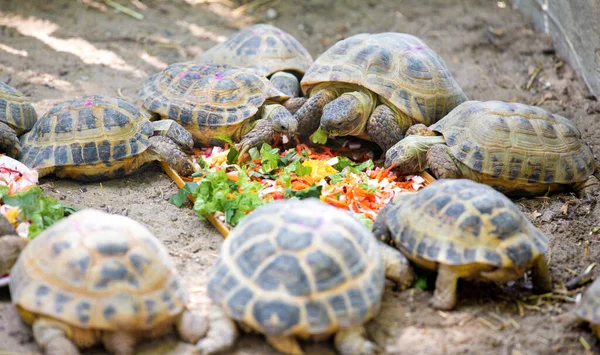 stock image Turtles gathered in a circle and eat vegetables and plant leaves outdoors. Nutrition of wild animals.