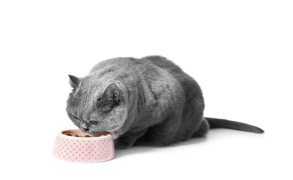 Gato Británico Gris Gordo Come Comida Dietética Seca Para Gatos —  Fotos de Stock