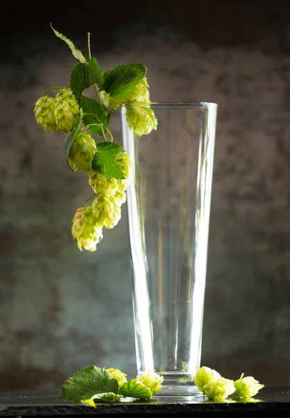 Κενό Ποτήρι Για Μπύρα Και Πράσινα Κλαδιά Λυκίσκου Σκούρο Φόντο — Φωτογραφία Αρχείου