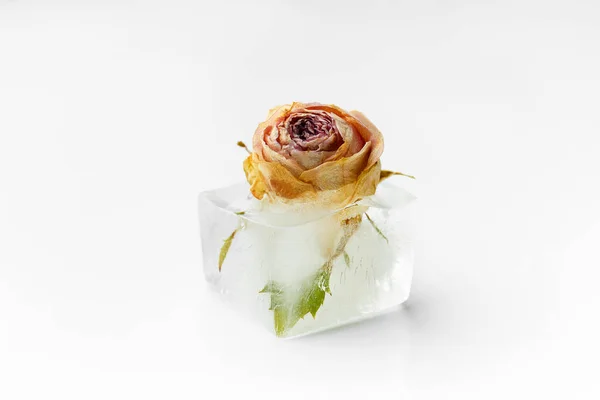Kompozycja Koncepcyjna Pączek Róży Kostce Lodu Kwiat Róży Lodzie — Zdjęcie stockowe