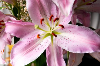 Çiçekli pembe zambak çiçeği arka plan olarak kapanıyor. Çiçekli zambak makro fotoğrafçılığı.