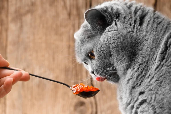 Grå Brittisk Katt Äter Gärna Röd Laxkaviar Från Svart Sked — Stockfoto