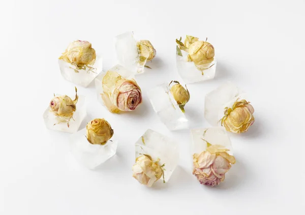 Konceptualny Skład Pąki Róży Kostkach Lodu Białej Izolacji Róże Zamrożone — Zdjęcie stockowe