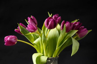Bouquet of purple tulips on a dark background. Lots of beautiful purple tulips on a black background. Spring flowers in a vase. International Women's Day. March 8.