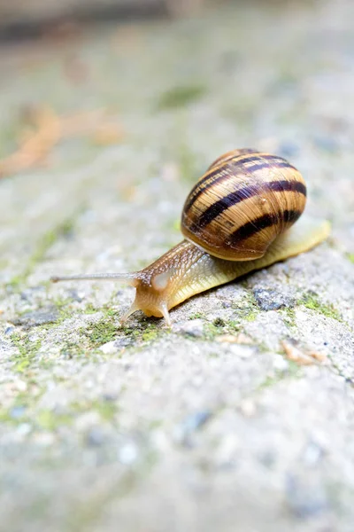 Large Snail Crawls Gray Stone Close — Stock Photo, Image