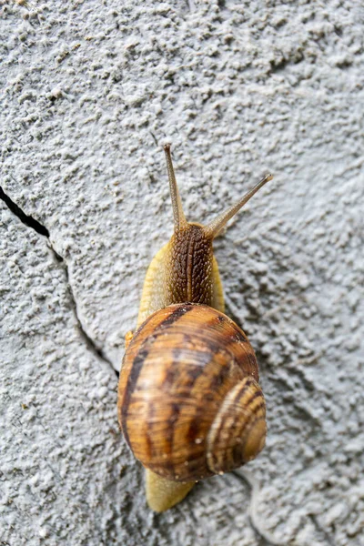Large Snail Crawls Gray Stone Close Top View — Stock Photo, Image