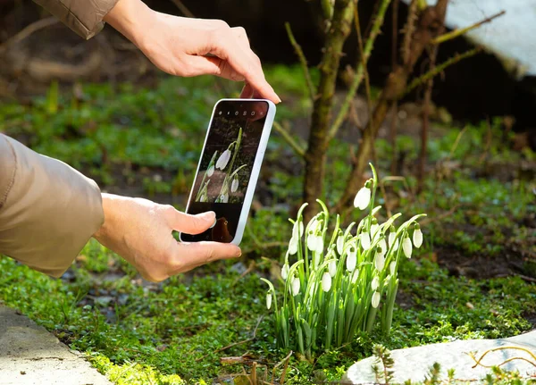 Girl Photographs Blooming Snowdrops Mobile Phone Spring Outdoors Women Hands — Foto de Stock