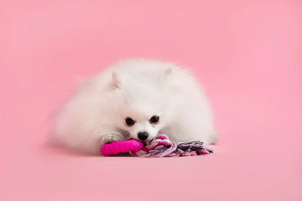 かわいいふわふわのポメラニアン子犬の肖像画 小さな犬は明るいファッショナブルなピンクの背景にあり おもちゃにうめき声 — ストック写真