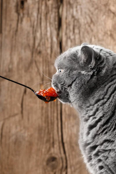 A gray British cat is happy to eat red salmon caviar from a black spoon on a wooden background. The cat eats seafood.