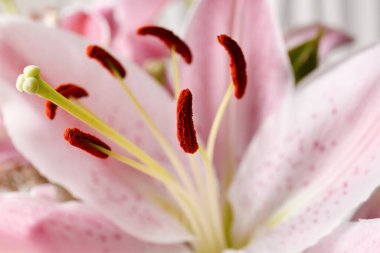 Çiçekli pembe zambak çiçeği arka plan olarak kapanıyor. Çiçekli zambak makro fotoğrafçılığı.