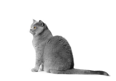 The British shorthair blue cat sits beautifully on a white background and looks interested. Gray thoroughbred beautiful cat with big orange eyes isolated.
