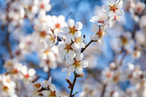 Los Árboles Frutales Florecen Primavera Flores Albaricoque Rama Contra Cielo — Foto de Stock