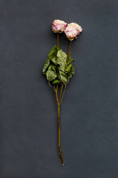 Suszona Róża Gałąź Czarnym Tle Widok Góry Koncepcja Samotności Lub — Zdjęcie stockowe