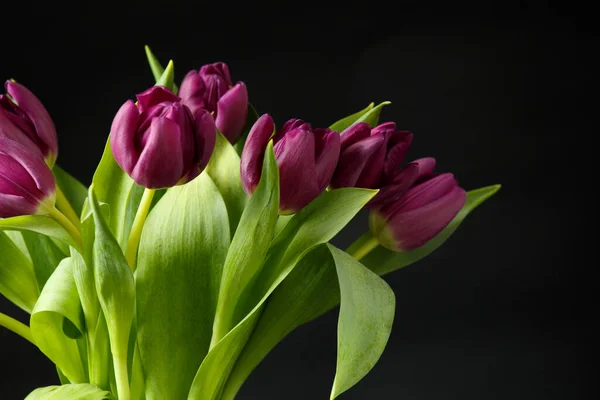 Bouquet Purple Tulips Dark Background Lots Beautiful Purple Tulips Black — Foto de Stock
