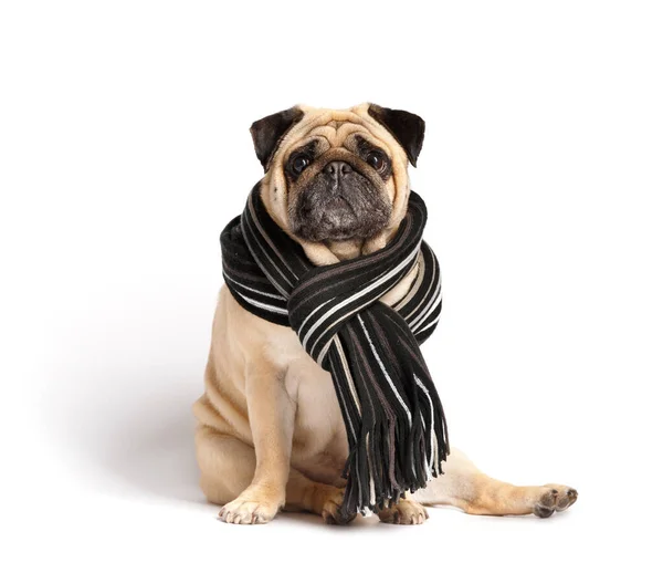 Pug Cão Amigável Engraçado Bonito Raça Pura Cachecol Elegante Quente — Fotografia de Stock