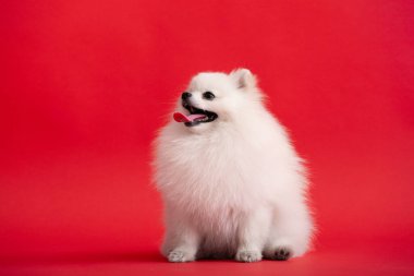 Portraite of cute fluffy puppy of pomeranian spitz. Little smiling dog lying on bright trendy red background.