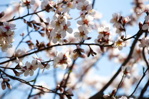 Los Árboles Frutales Florecen Primavera Flores Albaricoque Rama Contra Cielo — Foto de Stock