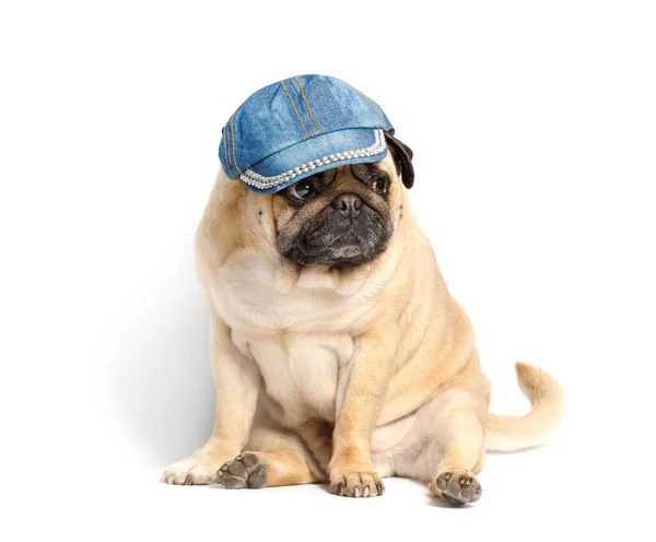 Καθαρόαιμο Χαριτωμένο Αστείο Φιλικό Σκυλί Pug Ένα Denim Καπέλο Του — Φωτογραφία Αρχείου