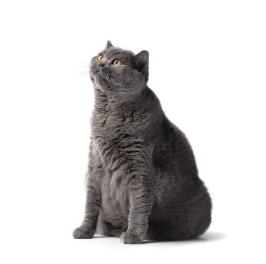 A fat shorthair cat with big red eyes sits on a white background. Animal obesity. British cat on a white background. A large cat of the British breed sits and looks in surprise
