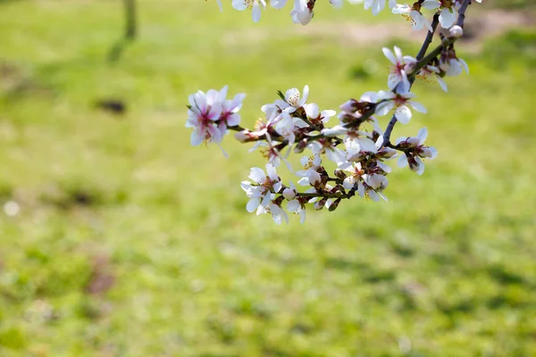 Una Flor Manzanos Primavera Flores Manzano Blanco Una Rama Sobre — Foto de Stock