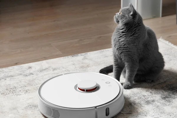 Brittisk Katt Sitter Bredvid Robotdammsugare Vardagsrummet Begreppet Enkel Daglig Rengöring — Stockfoto