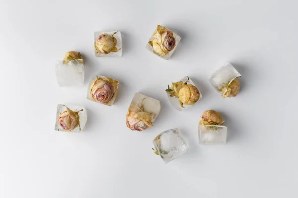 Conceptual Composition Rose Buds Ice Cubes White Isolation Top View — Stock Photo, Image