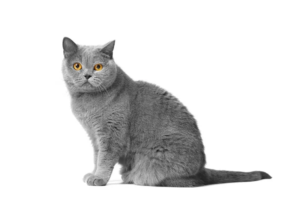 Cute British Shorthair Blue Cat Sits Profile White Background Looks — Stock Photo, Image