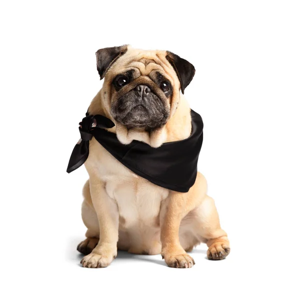 Purebred Cute Funny Friendly Pug Black Stylish Scarf His Neck — Stock Photo, Image