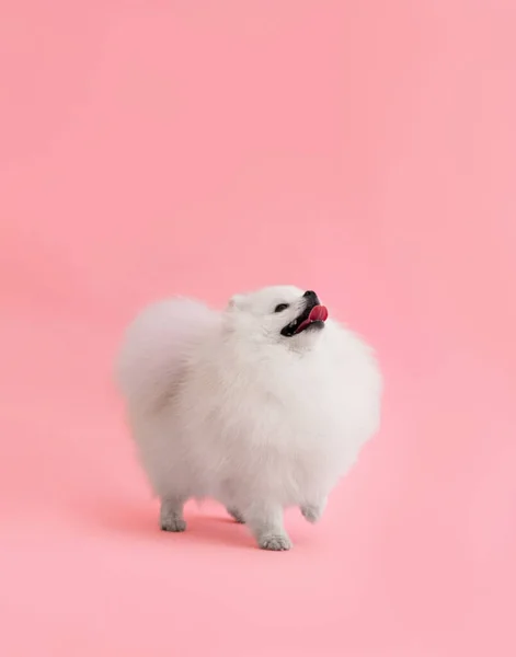 귀엽고 포메라니안 강아지의 분홍빛 배경에 치켜들고 미소를 마리가서 — 스톡 사진