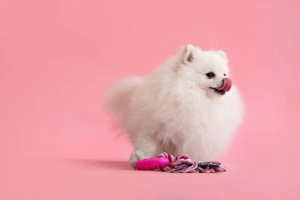 かわいいふわふわのポメラニアン子犬の肖像画 小さな笑顔の犬は明るいトレンディーなピンクの背景に立っており その舌で鼻をなめる — ストック写真