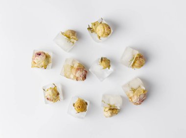 Kavramsal bileşim buzun içinde gül tomurcukları beyaz izolasyon, üst görünüm, buzda donmuş güller..